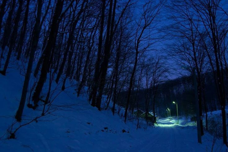 Создать мем: зимний лес вечером, ночь зима, в зимнем лесу