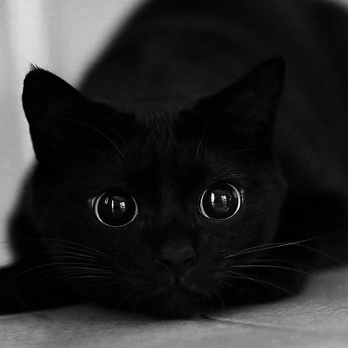 Создать мем "кот, черный кот с зелеными глазами фото беззубик ...