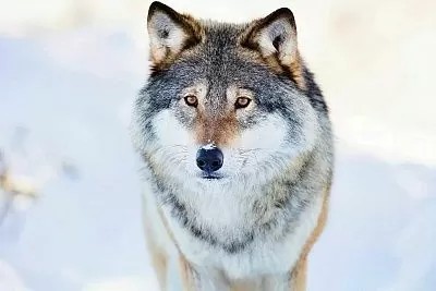 Создать мем: красивый гордый волк, волк дикий, волк серый