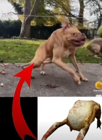 Create meme: pit bull dog, american pit bull terrier, dogs 