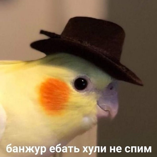 Создать мем: мемы, попугай в шляпе, попугай смешной