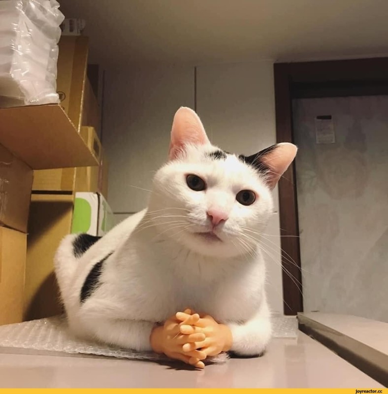 Создать мем: японская кошка мем, смешной белый кот, кот смешной