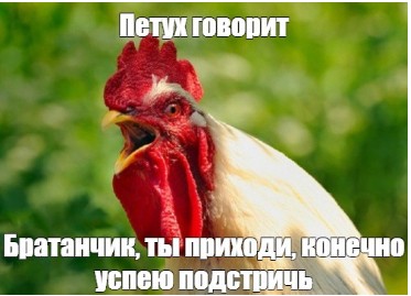 Create meme: rooster , cock cock, petushara 