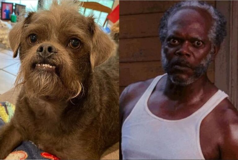 Создать мем: собака с человеческим лицом, samuel l, собака с лицом человека