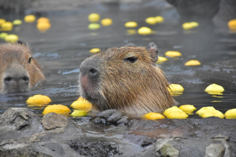 Create meme: the capybara , capybara swims, blind people