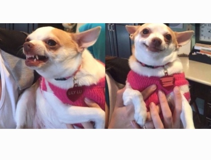 Create meme: evil Chihuahua meme, evil Chihuahua , Chihuahua dog