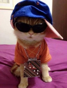 Create meme: cat, cool cat