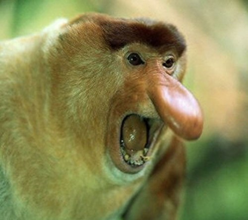 Загрузить свой файлfile_upload. #proboscis monkey. 
