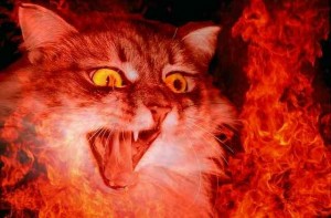 Создать мем: злой кот, огненная кошка, кот в аду