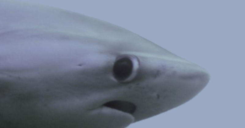 Create meme: blue shark, meme shark , fox shark