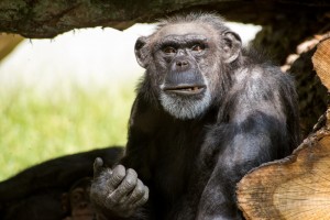 Создать мем: седой шимпанзе, старый шимпанзе, самец шимпанзе