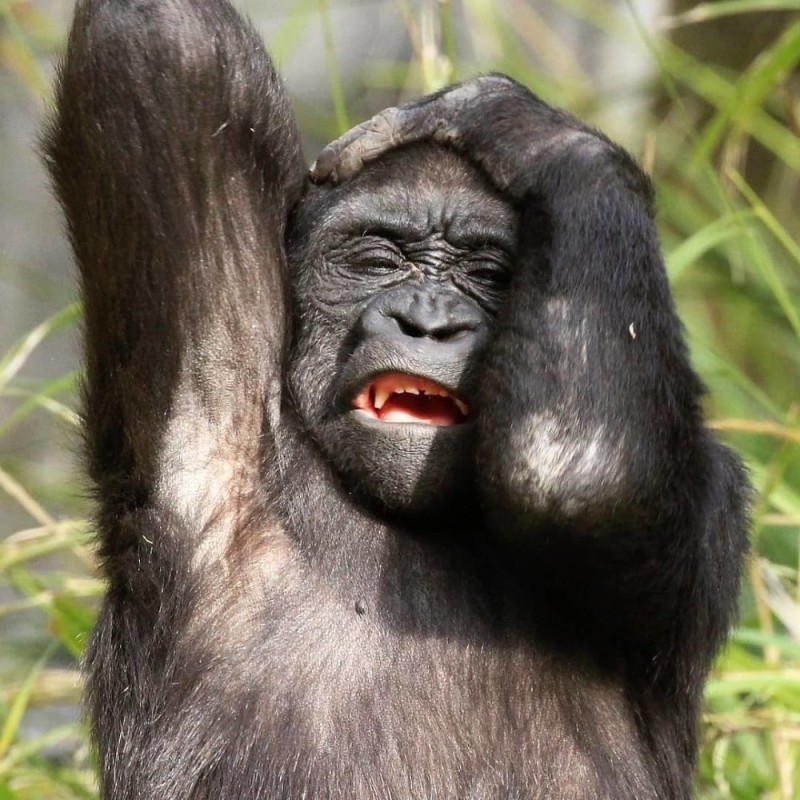 Create meme: The smiling gorilla, monkey shows FAK, gorilla 