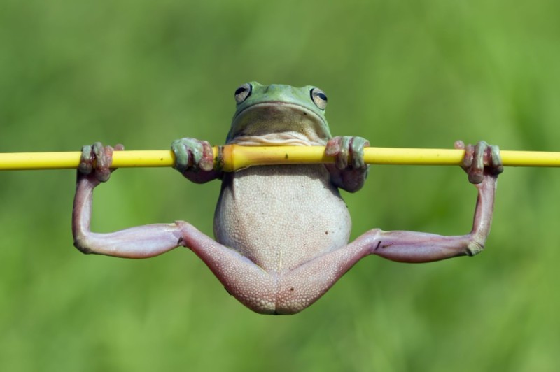 Create meme: funny frogs, the frog is hanging, the frog on the bar
