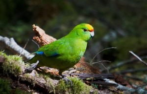 Create meme: parrot, kakariki