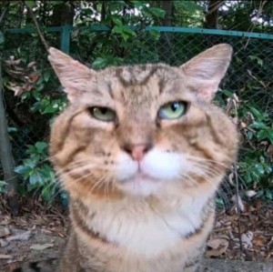 Create meme: animals cats, cat, cat muzzle