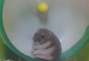 Create meme: Homa, hamster, Homa