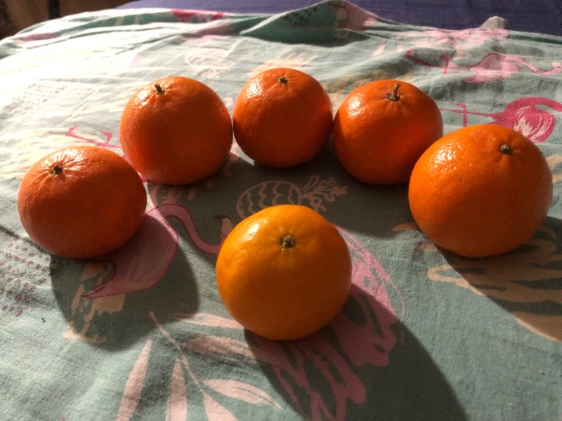 Create meme: Mandarin , mandarin Israel varieties, tangerines turkey