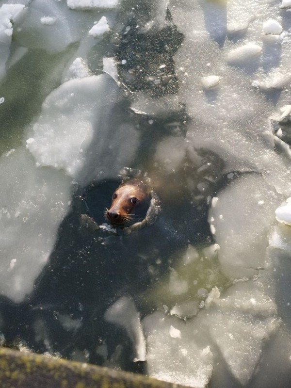 Create meme: animals in ice, drowned animals, animals 