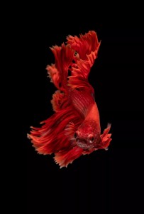 Создать мем: рыбка петушок вуалевый красный, красная рыбка на черном фоне, рыбка петушок глофиш