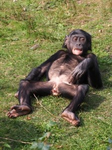 Создать мем: лысая бонобо, шимпанзе бонобо, бонобо яйца