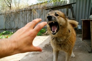 Create meme: rabies, what to do if attacked by a dog, dog attacks