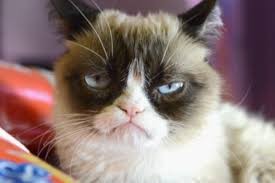 Create meme: unhappy cat photo, gloomy cat, grumpy cat
