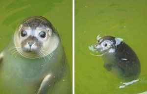 Создать мем: мемы, животные смешные, baby seal