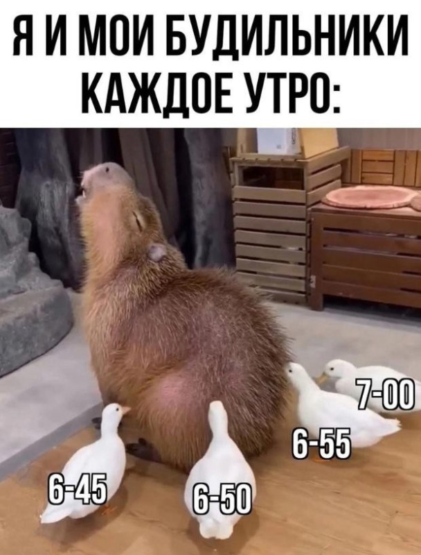 Create meme: the capybara , morning capybara, morning is funny