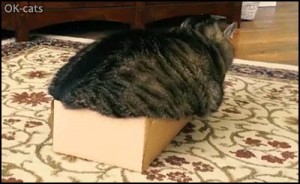 Создать мем: кот кот, кошечка, кот в картонной коробке