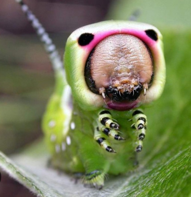 Создать мем: гарпия бабочка и гусеница, вилохвост гусеница, самые странные насекомые