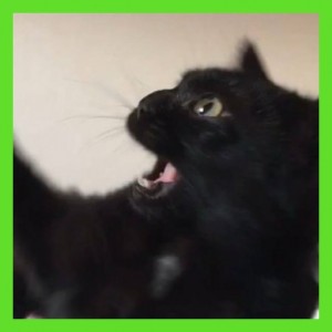 Create meme: cat, black kitten, cat
