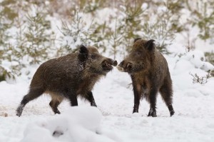 Create meme: wild boar in the forest, wild boar in winter, boar