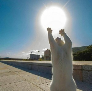 Создать мем: коты, солнышко в руках, котэ