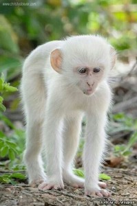 Create meme: chimpanzee albino