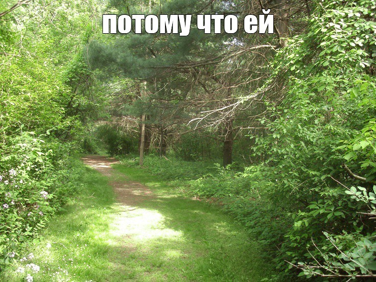 Создать мем: лесная дорога, лес, тропинка в лесу
