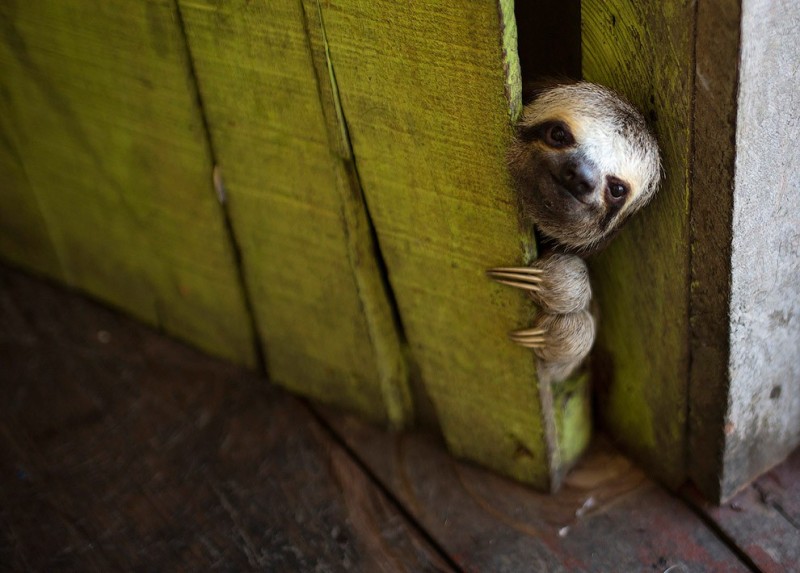 Create meme: the sloth is cute, little sloth, sloth animal