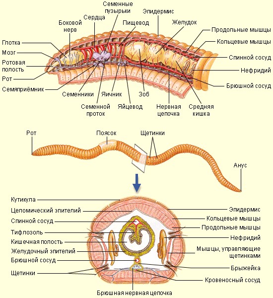 Создать мем: строение первичнополостных червей, строение половой системы кольчатых червей, строение кольчатых червей