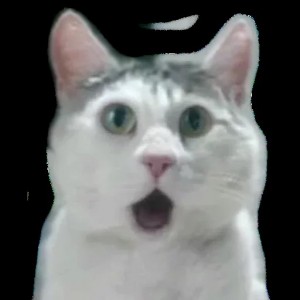 Create meme: so, blet cat, funny cats, surprised cat meme