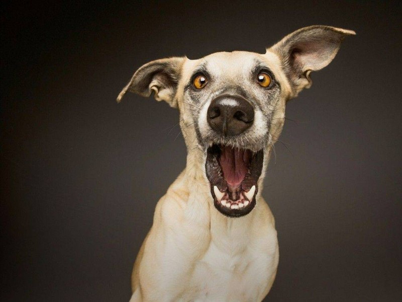 Create meme: mad dog , crazy dog, funny dogs