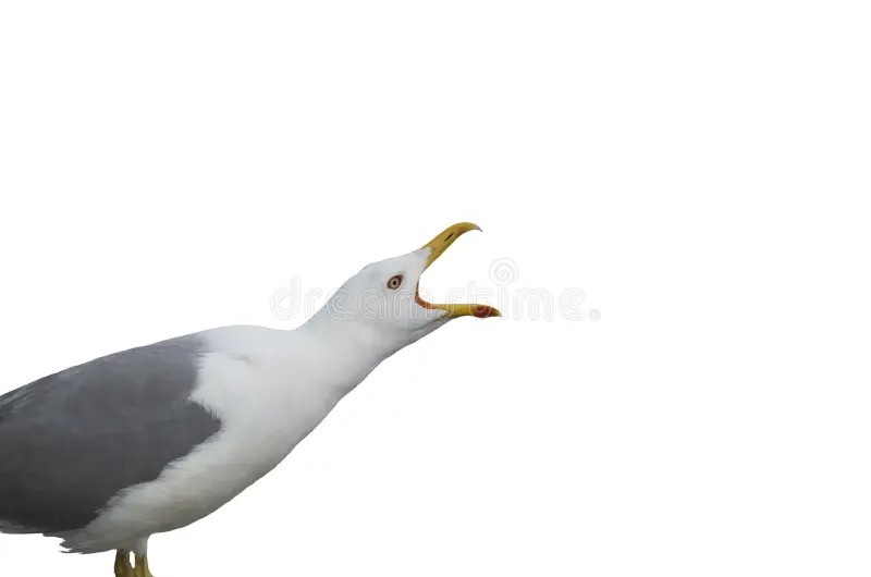 Create meme: a screaming seagull on a white background, seagull on a white background, Seagull 