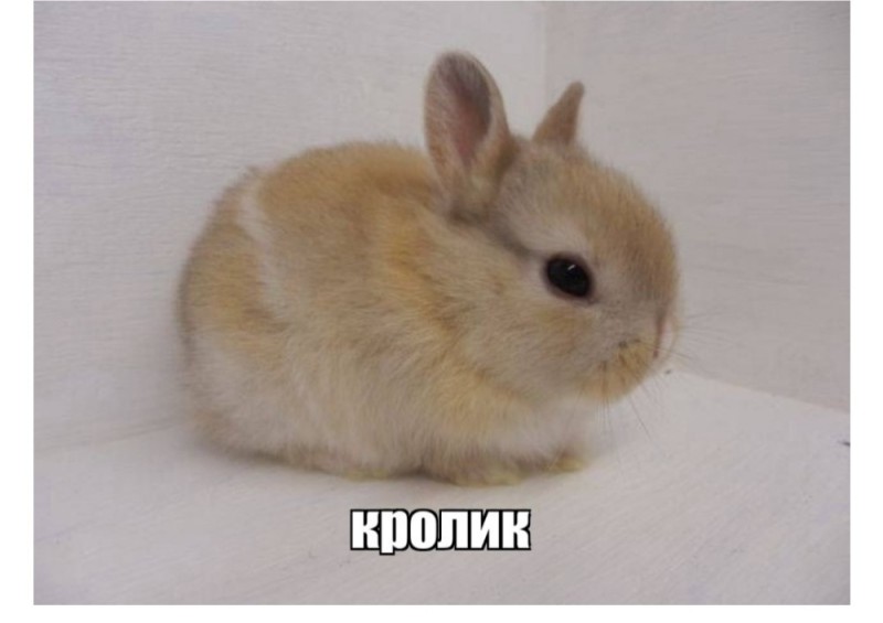 Создать мем: домашний кролик, кролик декоративный, маленькие кролики