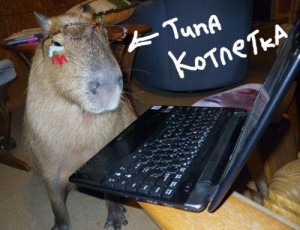 Create meme: the capybara, Nhan