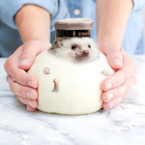 Create meme: the cute animals, cute animals, hedgehogs animals