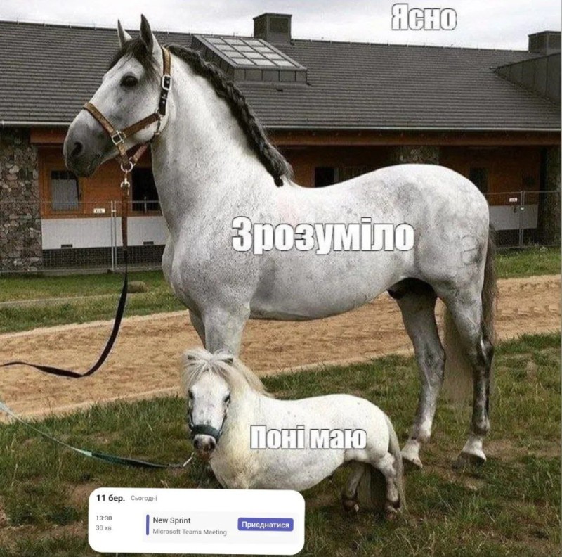 Create meme: horse grey, Tersk breed of horses, breed of horses