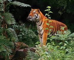Create meme: tiger , Bengal tiger , Sumatran tiger 