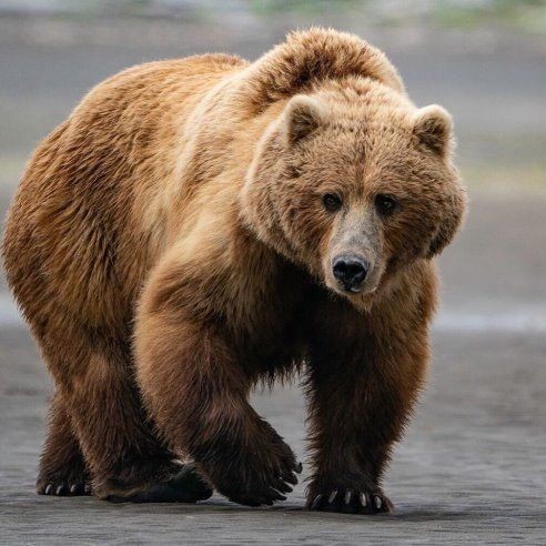 Создать мем: медведь гризли, дальневосточный бурый медведь, бурый медведь бурые медведи