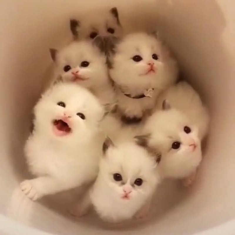 Создать мем: мимимишные котики, милые котики, маленькие котики