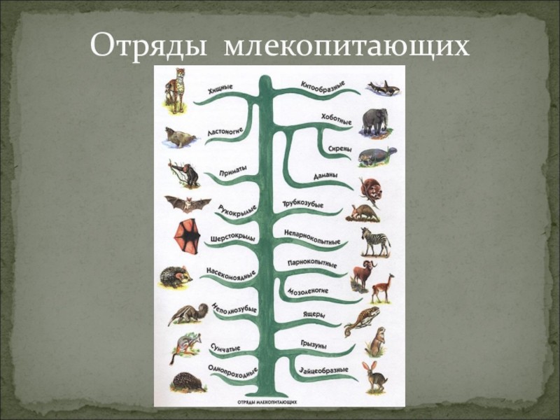 Создать мем: эволюция млекопитающих, класс млекопитающие, класс млекопитающие отряды