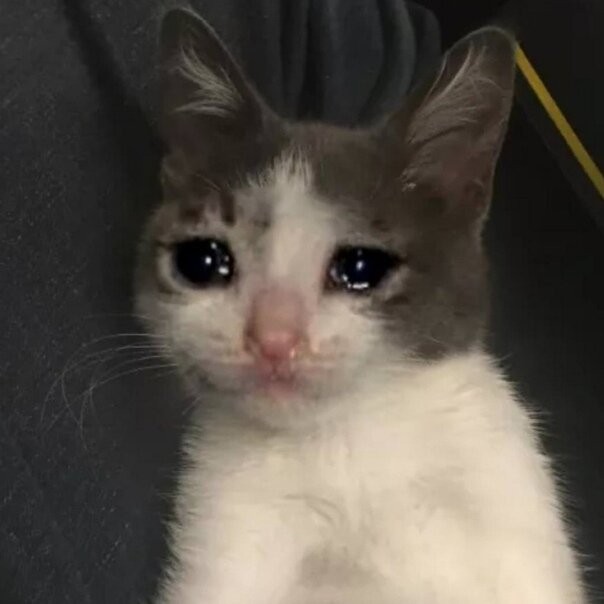 Create meme: the crying kitten meme, sad cat meme, crying cat
