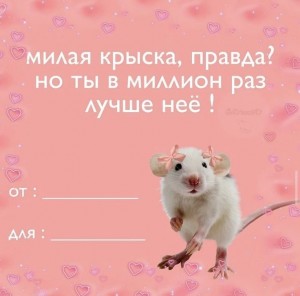 Создать мем: смешные валентинки, хомячок для даши, необычные имена для крыс